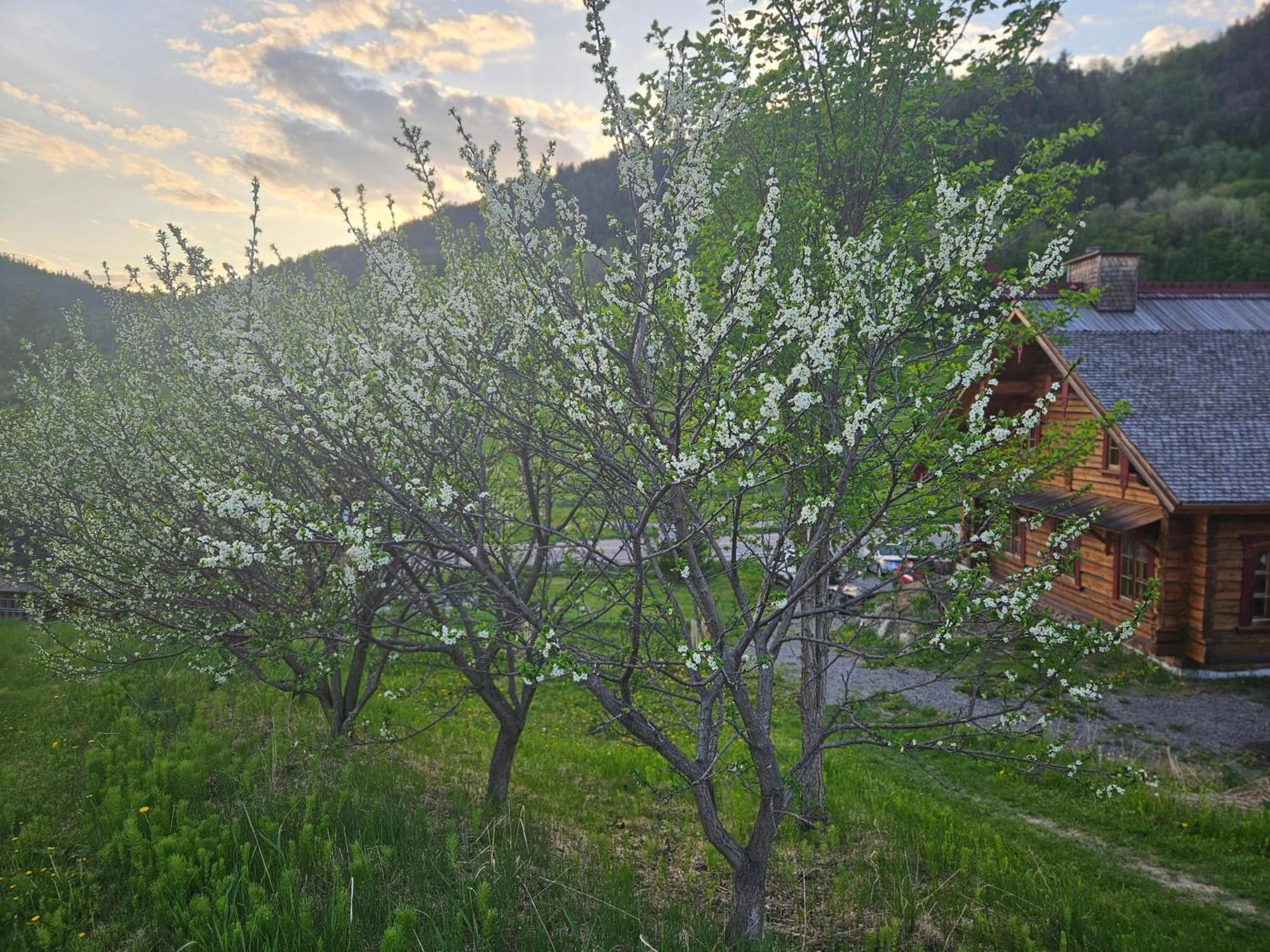 Le Repaire Viking Bed & Breakfast Sainte-Rose-du-Nord Exterior photo